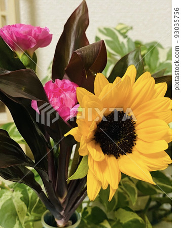 sunflower and spray carnation sunflower and spray carnation 93035756