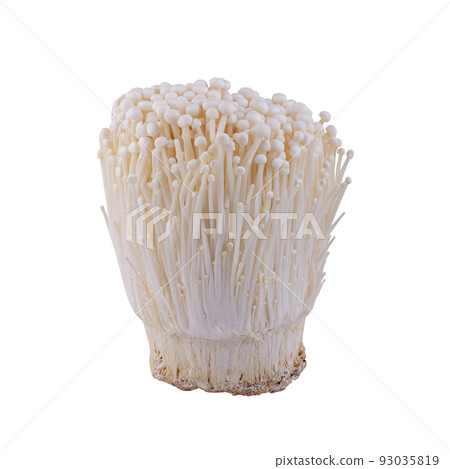Fresh golden needle mushroom or enoki isolated on white background. 93035819