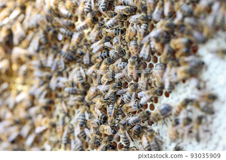 Honeycomb frame with bee family, swarm of bees gathering nectar 93035909
