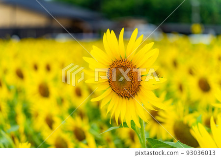 Sunflower field Sunflower field 93036013
