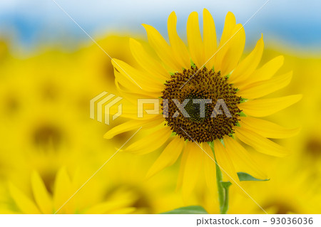 Sunflower field Sunflower field 93036036
