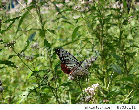 板栗虎蝴蝶蝴蝶 93036111