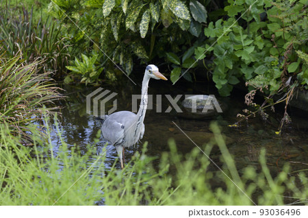 Water heron Water heron 93036496