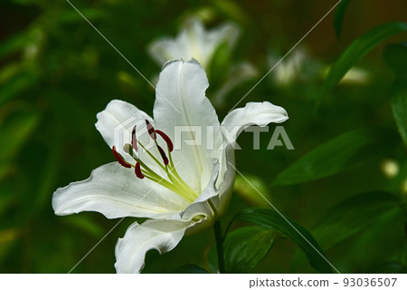 Lily of flowers Lily of flowers 93036507