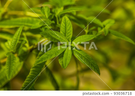 香草皇后檸檬馬鞭草 香草皇后檸檬馬鞭草 93036718