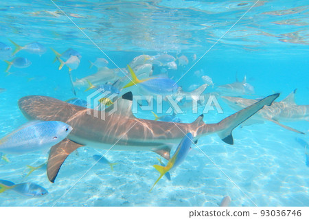 鯊魚城 帛琉 Shark City Palau 鯊魚城 帛琉 Shark City Palau 93036746