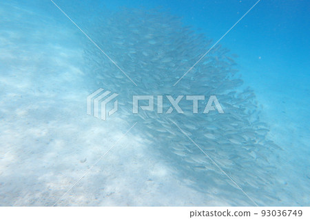 鯊魚城 帛琉 Shark City Palau 鯊魚城 帛琉 Shark City Palau 93036749
