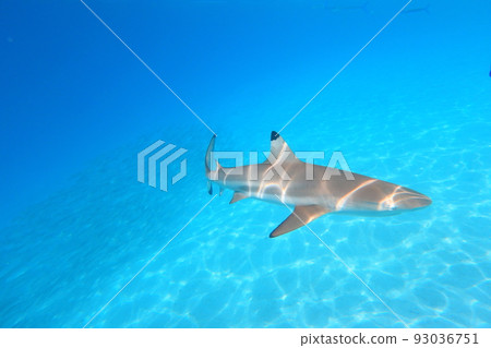 鯊魚城 帛琉 Shark City Palau 鯊魚城 帛琉 Shark City Palau 93036751