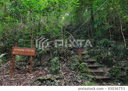 水母湖 帛琉 Jellyfish Lake Palau 93036753