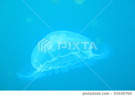 水母湖 帛琉 Jellyfish Lake Palau 水母湖 帛琉 Jellyfish Lake Palau 93036760