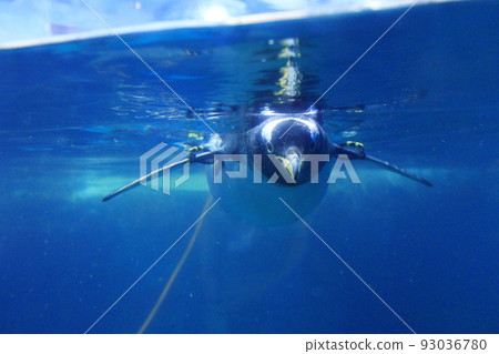 Penguin Sea Life Museum Pingtung Taiwan 93036780