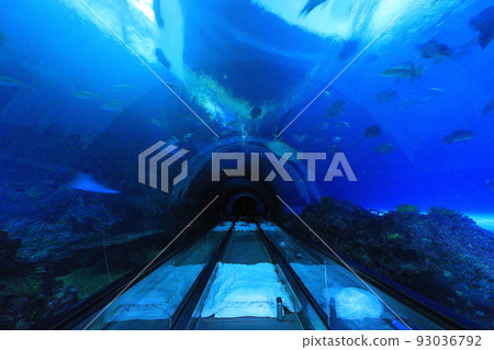 Overnight Sea Life Museum Pingtung Taiwan Overnight Sea Life Museum Pingtung Taiwan 93036792