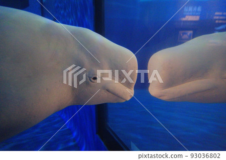 Little Beluga Marine Museum Pingtung Taiwan 93036802