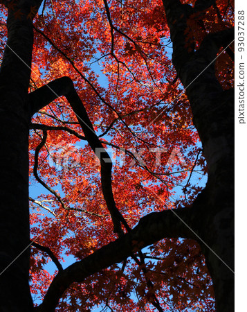 黑色樹枝的剪影與藍天中鮮紅的楓葉形成鮮明對比,美不勝收。 黑色樹枝的剪影與藍天中鮮紅的楓葉形成鮮明對比,美不勝收。 93037288