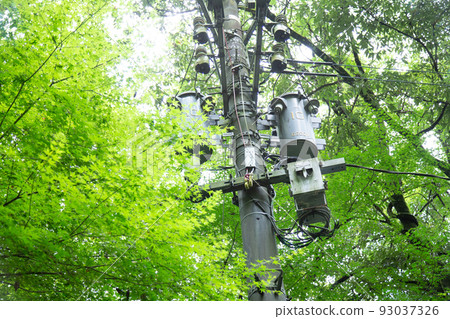 power pole in trees 93037326