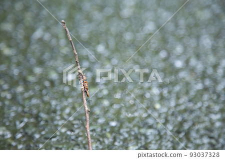 Insects crawling on tree branches 93037328