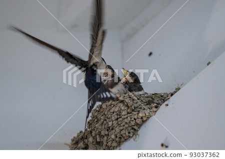 Swallow feeding (parenting) 93037362
