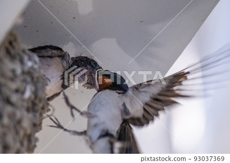 燕子餵養（育兒） 93037369
