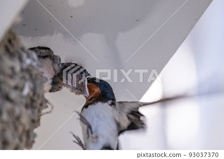 燕子餵養（育兒） 93037370