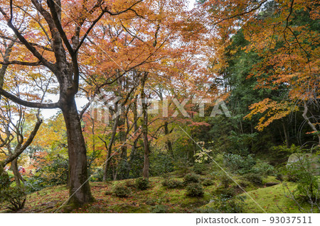 Shisen-do秋葉 Shisen-do秋葉 93037511