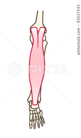 Gastrocnemius, triceps surae, Achilles tendon, calf Gastrocnemius, triceps surae, Achilles tendon, calf 93037545