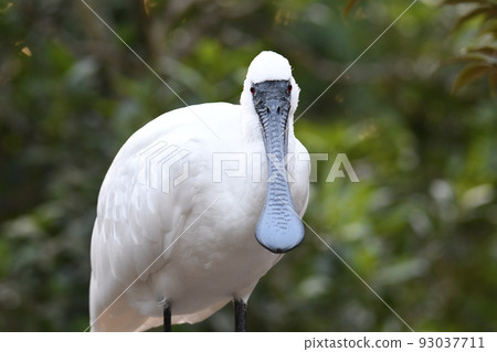 黑臉琵鷺 8 93037711