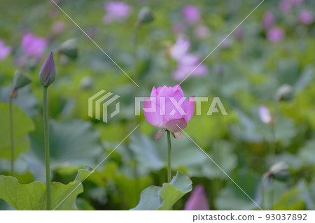 風景素材 夏日盛開的美麗荷花 93037892