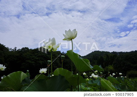 Landscape material Beautiful lotus flowers blooming in summer Landscape material Beautiful lotus flowers blooming in summer 93037905