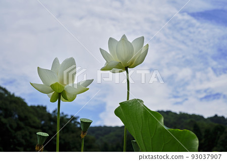 Landscape material Beautiful lotus flowers blooming in summer Landscape material Beautiful lotus flowers blooming in summer 93037907