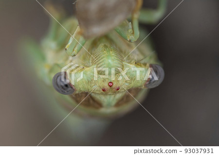Close up shot of a newly emerged cicadas head Close up shot of a newly emerged cicadas head 93037931