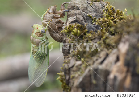 Macro image of a newly emerged cicada Macro image of a newly emerged cicada 93037934
