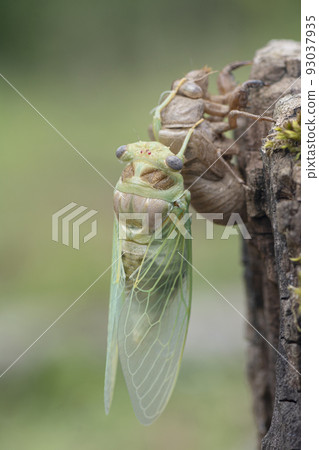 Macro image of a newly emerged cicada-vertical shot Macro image of a newly emerged cicada-vertical shot 93037935