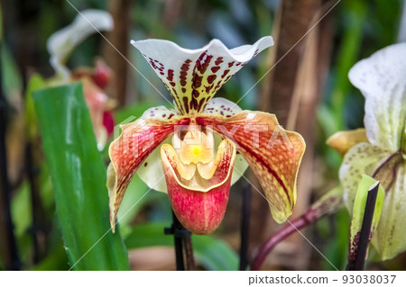 Orchid flower, Hybrid American Paphiopedilum 93038037