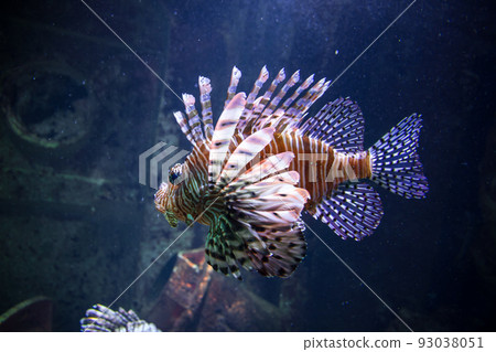 red lionfish close-up view in ocean 93038051