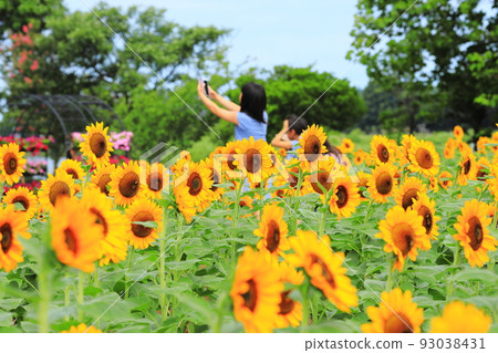 A sunflower field and a girl A sunflower field and a girl 93038431