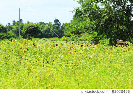 Sunflower field 93038436