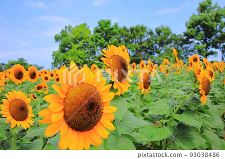 Sunflower field 93038486