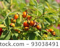 Rose Hips, Dog Rose, Detail 93038491