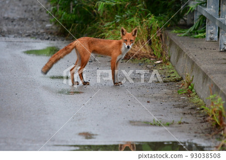 Kita fox Kita fox 93038508
