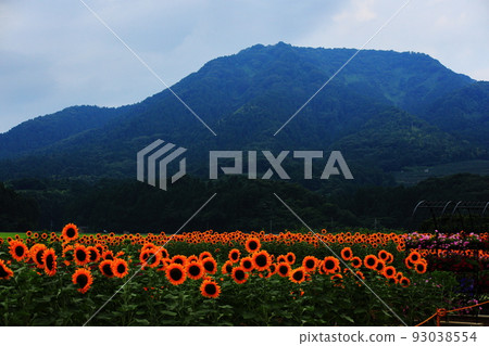 Sunflower field Sunflower field 93038554