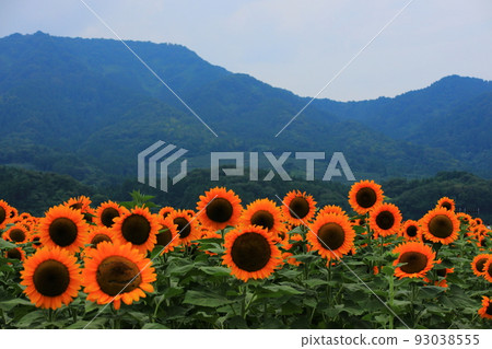 Sunflower field and mountain Sunflower field and mountain 93038555