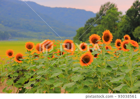 Sunflower field 93038561