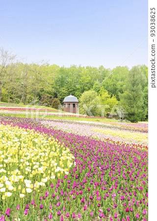 鬱金香瀧野鈴蘭丘陵公園札幌 鬱金香瀧野鈴蘭丘陵公園札幌 93038625
