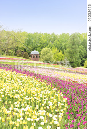 鬱金香瀧野鈴蘭丘陵公園札幌 93038626