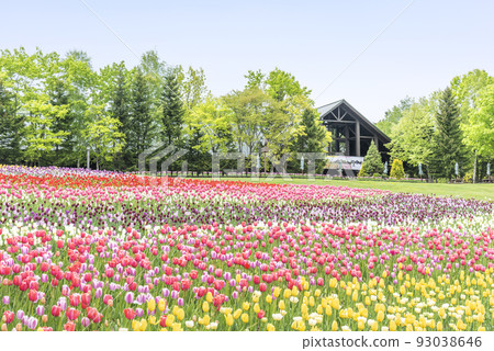 鬱金香瀧野鈴蘭丘陵公園札幌 93038646