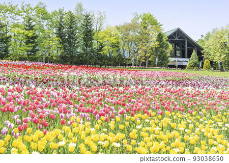 Tulip Takino Suzuran Hillside Park Sapporo Tulip Takino Suzuran Hillside Park Sapporo 93038650