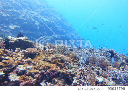 coral diving lanyu taitung taiwan 93038796