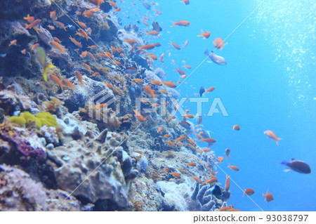 珊瑚 金花鱸魚 潛水 蘭嶼 台東 台灣 93038797