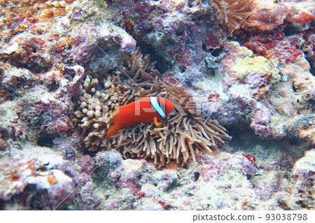 clown fish diving lanyu taitung taiwan 93038798