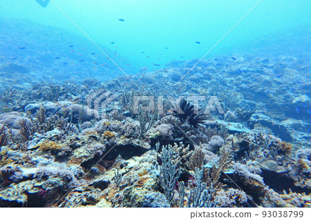 珊瑚 潛水 蘭嶼 台東 台灣 93038799